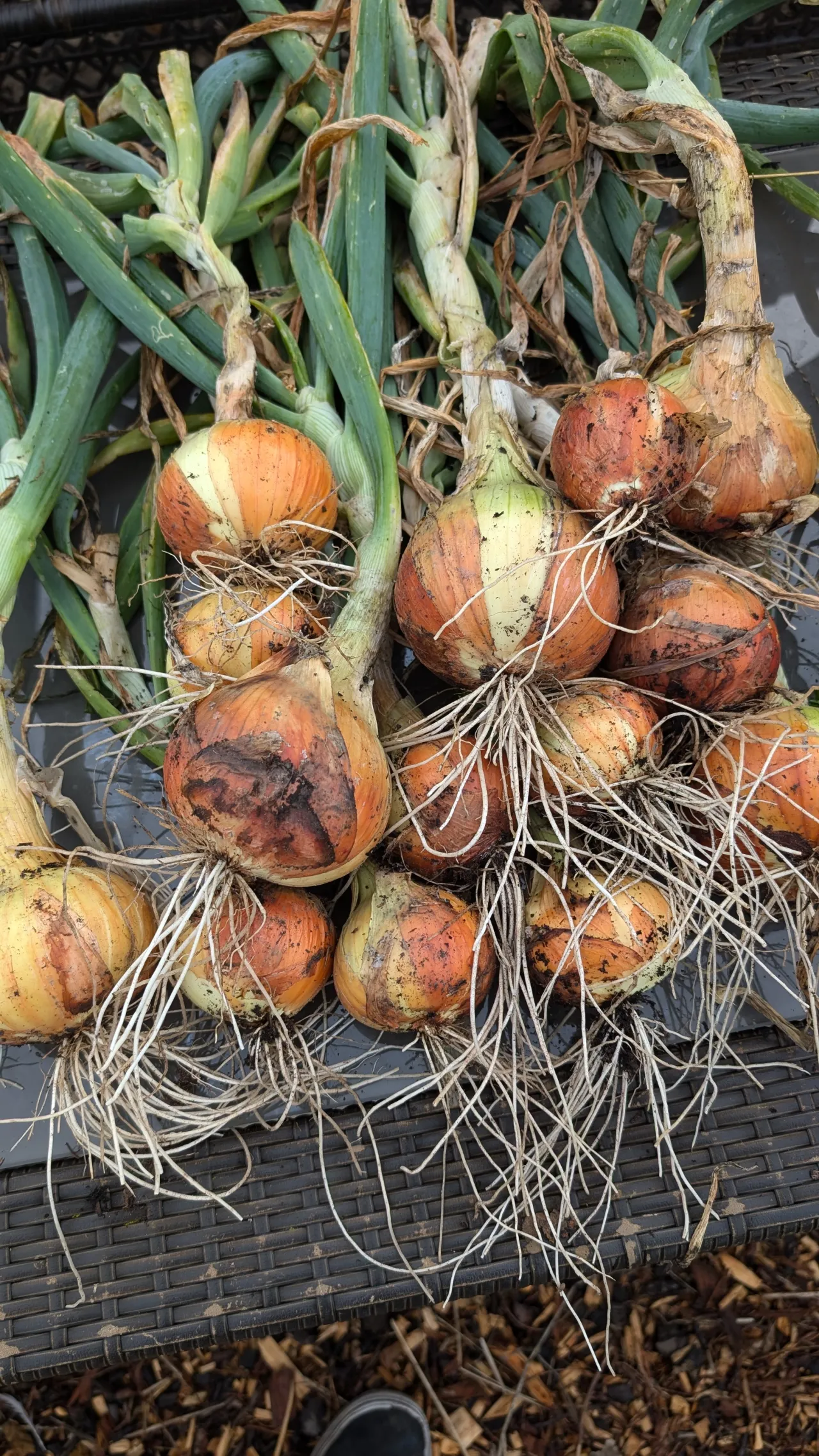 Why some gardeners sow onions on Boxing Day