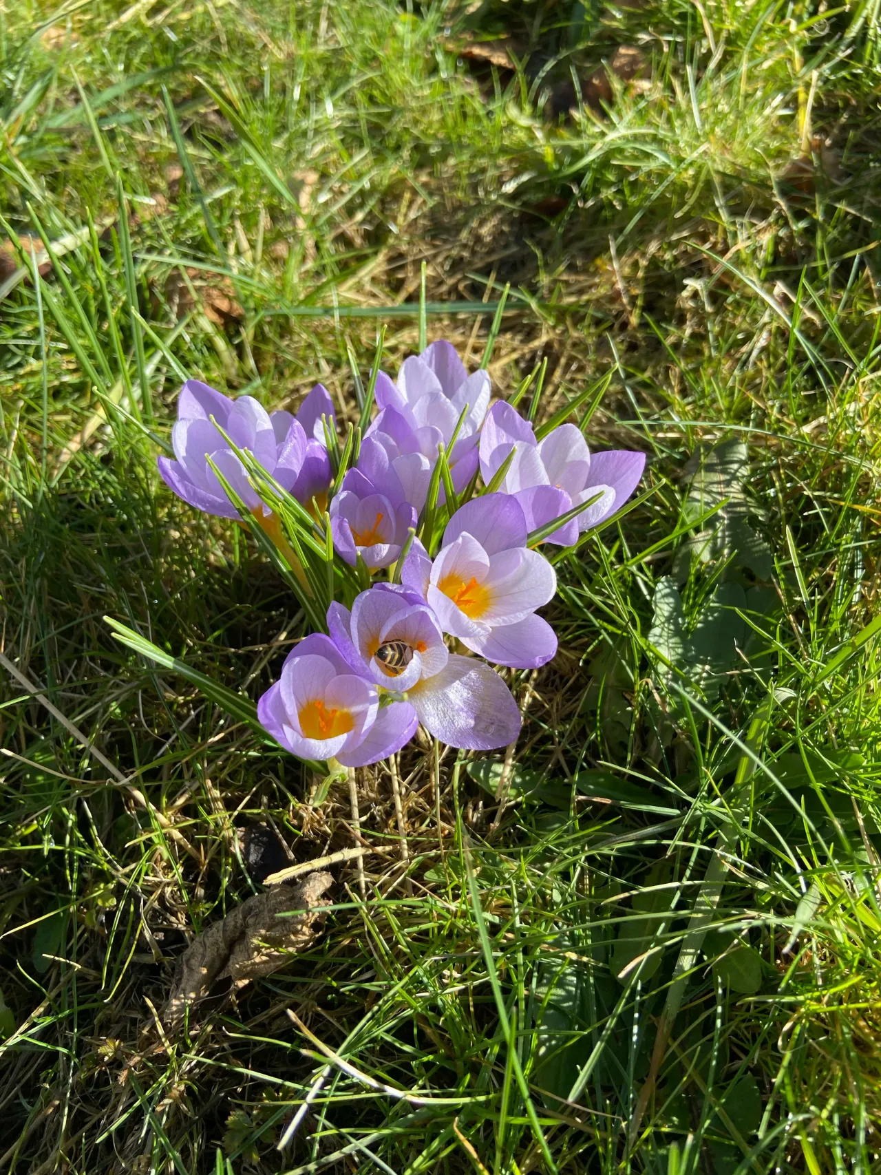 What I’m sowing in February (and why it’s still mostly indoors)